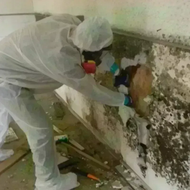 Mold Remediation and Removal in West Bishop, CA